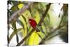 A Brazilian Tanager, Ramphocelus Bresilius, Perches in a Tree with a Tropical Backdrop-Alex Saberi-Stretched Canvas