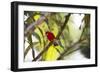 A Brazilian Tanager, Ramphocelus Bresilius, Perches in a Tree with a Tropical Backdrop-Alex Saberi-Framed Premium Photographic Print