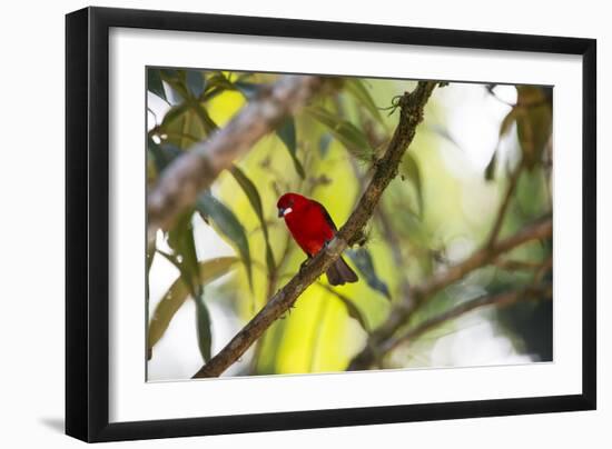 A Brazilian Tanager, Ramphocelus Bresilius, Perches in a Tree with a Tropical Backdrop-Alex Saberi-Framed Photographic Print