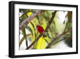 A Brazilian Tanager, Ramphocelus Bresilius, Perches in a Tree with a Tropical Backdrop-Alex Saberi-Framed Photographic Print