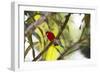 A Brazilian Tanager, Ramphocelus Bresilius, Perches in a Tree with a Tropical Backdrop-Alex Saberi-Framed Photographic Print