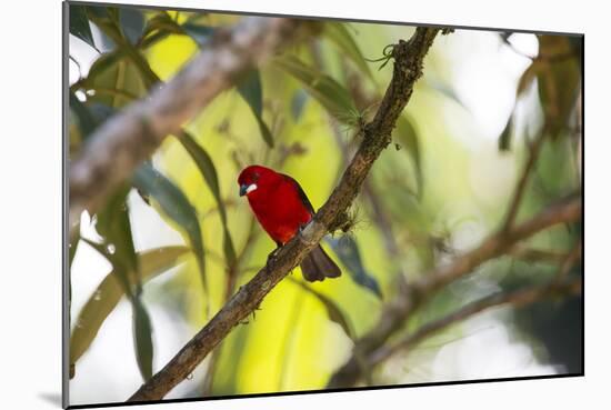 A Brazilian Tanager, Ramphocelus Bresilius, Perches in a Tree with a Tropical Backdrop-Alex Saberi-Mounted Photographic Print