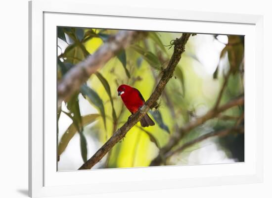 A Brazilian Tanager, Ramphocelus Bresilius, Perches in a Tree with a Tropical Backdrop-Alex Saberi-Framed Photographic Print