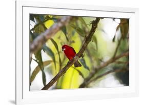 A Brazilian Tanager, Ramphocelus Bresilius, Perches in a Tree with a Tropical Backdrop-Alex Saberi-Framed Photographic Print