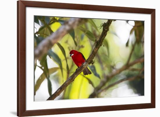 A Brazilian Tanager, Ramphocelus Bresilius, Perches in a Tree with a Tropical Backdrop-Alex Saberi-Framed Photographic Print