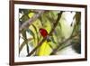 A Brazilian Tanager, Ramphocelus Bresilius, Perches in a Tree with a Tropical Backdrop-Alex Saberi-Framed Photographic Print