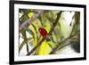 A Brazilian Tanager, Ramphocelus Bresilius, Perches in a Tree with a Tropical Backdrop-Alex Saberi-Framed Photographic Print