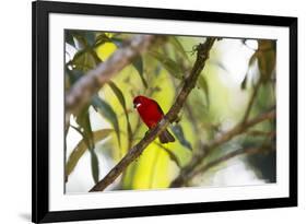 A Brazilian Tanager, Ramphocelus Bresilius, Perches in a Tree with a Tropical Backdrop-Alex Saberi-Framed Photographic Print