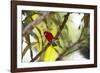 A Brazilian Tanager, Ramphocelus Bresilius, Perches in a Tree with a Tropical Backdrop-Alex Saberi-Framed Photographic Print