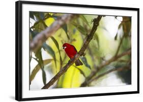 A Brazilian Tanager, Ramphocelus Bresilius, Perches in a Tree with a Tropical Backdrop-Alex Saberi-Framed Photographic Print