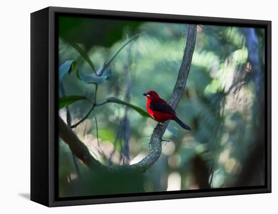 A Brazilian Tanager, Ramphocelus Bresilius, Perches in a Tree with a Tropical Backdrop-Alex Saberi-Framed Stretched Canvas