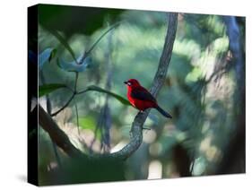 A Brazilian Tanager, Ramphocelus Bresilius, Perches in a Tree with a Tropical Backdrop-Alex Saberi-Stretched Canvas