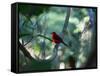 A Brazilian Tanager, Ramphocelus Bresilius, Perches in a Tree with a Tropical Backdrop-Alex Saberi-Framed Stretched Canvas