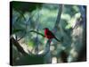 A Brazilian Tanager, Ramphocelus Bresilius, Perches in a Tree with a Tropical Backdrop-Alex Saberi-Stretched Canvas