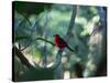 A Brazilian Tanager, Ramphocelus Bresilius, Perches in a Tree with a Tropical Backdrop-Alex Saberi-Stretched Canvas