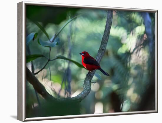 A Brazilian Tanager, Ramphocelus Bresilius, Perches in a Tree with a Tropical Backdrop-Alex Saberi-Framed Photographic Print