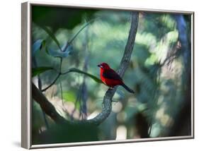 A Brazilian Tanager, Ramphocelus Bresilius, Perches in a Tree with a Tropical Backdrop-Alex Saberi-Framed Photographic Print