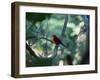 A Brazilian Tanager, Ramphocelus Bresilius, Perches in a Tree with a Tropical Backdrop-Alex Saberi-Framed Photographic Print