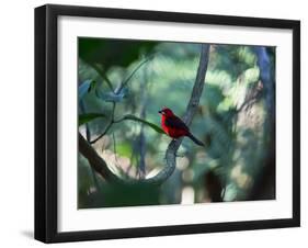 A Brazilian Tanager, Ramphocelus Bresilius, Perches in a Tree with a Tropical Backdrop-Alex Saberi-Framed Photographic Print