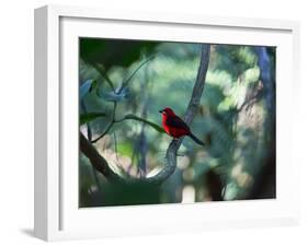 A Brazilian Tanager, Ramphocelus Bresilius, Perches in a Tree with a Tropical Backdrop-Alex Saberi-Framed Photographic Print