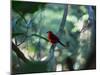 A Brazilian Tanager, Ramphocelus Bresilius, Perches in a Tree with a Tropical Backdrop-Alex Saberi-Mounted Photographic Print