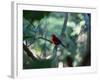 A Brazilian Tanager, Ramphocelus Bresilius, Perches in a Tree with a Tropical Backdrop-Alex Saberi-Framed Photographic Print