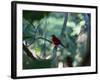 A Brazilian Tanager, Ramphocelus Bresilius, Perches in a Tree with a Tropical Backdrop-Alex Saberi-Framed Photographic Print