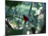 A Brazilian Tanager, Ramphocelus Bresilius, Perches in a Tree with a Tropical Backdrop-Alex Saberi-Mounted Photographic Print