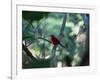 A Brazilian Tanager, Ramphocelus Bresilius, Perches in a Tree with a Tropical Backdrop-Alex Saberi-Framed Photographic Print