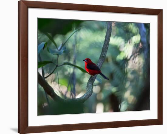 A Brazilian Tanager, Ramphocelus Bresilius, Perches in a Tree with a Tropical Backdrop-Alex Saberi-Framed Photographic Print