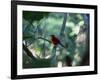 A Brazilian Tanager, Ramphocelus Bresilius, Perches in a Tree with a Tropical Backdrop-Alex Saberi-Framed Photographic Print