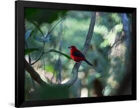 A Brazilian Tanager, Ramphocelus Bresilius, Perches in a Tree with a Tropical Backdrop-Alex Saberi-Framed Photographic Print