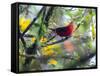 A Brazilian Tanager, Ramphocelus Bresilius, Rests in a Tree in Ubatuba, Brazil-Alex Saberi-Framed Stretched Canvas