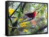 A Brazilian Tanager, Ramphocelus Bresilius, Rests in a Tree in Ubatuba, Brazil-Alex Saberi-Framed Stretched Canvas