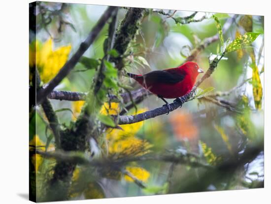 A Brazilian Tanager, Ramphocelus Bresilius, Rests in a Tree in Ubatuba, Brazil-Alex Saberi-Stretched Canvas