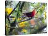 A Brazilian Tanager, Ramphocelus Bresilius, Rests in a Tree in Ubatuba, Brazil-Alex Saberi-Stretched Canvas