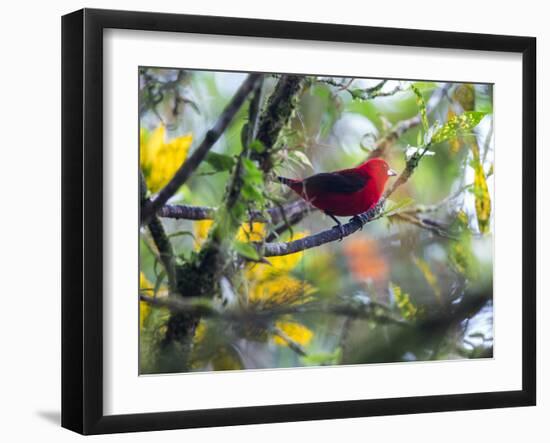 A Brazilian Tanager, Ramphocelus Bresilius, Rests in a Tree in Ubatuba, Brazil-Alex Saberi-Framed Photographic Print