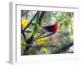 A Brazilian Tanager, Ramphocelus Bresilius, Rests in a Tree in Ubatuba, Brazil-Alex Saberi-Framed Photographic Print