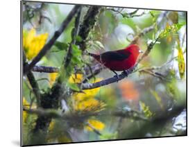 A Brazilian Tanager, Ramphocelus Bresilius, Rests in a Tree in Ubatuba, Brazil-Alex Saberi-Mounted Photographic Print