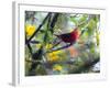 A Brazilian Tanager, Ramphocelus Bresilius, Rests in a Tree in Ubatuba, Brazil-Alex Saberi-Framed Photographic Print