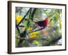 A Brazilian Tanager, Ramphocelus Bresilius, Rests in a Tree in Ubatuba, Brazil-Alex Saberi-Framed Photographic Print