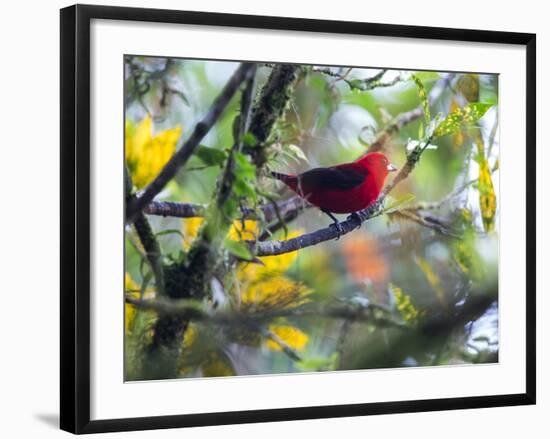 A Brazilian Tanager, Ramphocelus Bresilius, Rests in a Tree in Ubatuba, Brazil-Alex Saberi-Framed Photographic Print