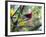 A Brazilian Tanager, Ramphocelus Bresilius, Rests in a Tree in Ubatuba, Brazil-Alex Saberi-Framed Photographic Print