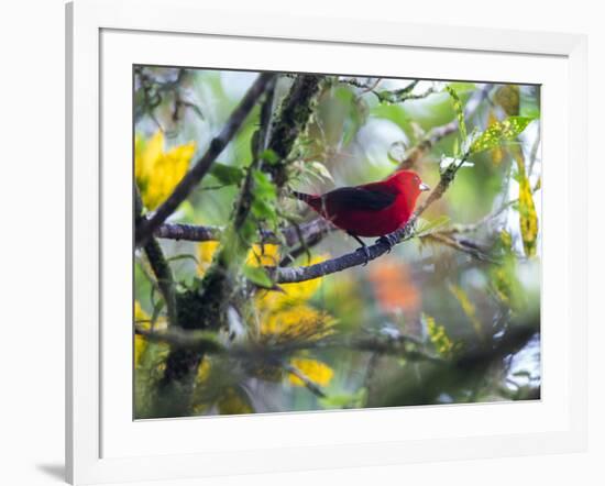 A Brazilian Tanager, Ramphocelus Bresilius, Rests in a Tree in Ubatuba, Brazil-Alex Saberi-Framed Photographic Print