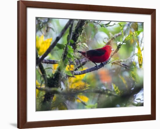 A Brazilian Tanager, Ramphocelus Bresilius, Rests in a Tree in Ubatuba, Brazil-Alex Saberi-Framed Photographic Print