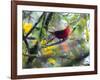 A Brazilian Tanager, Ramphocelus Bresilius, Rests in a Tree in Ubatuba, Brazil-Alex Saberi-Framed Photographic Print