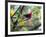 A Brazilian Tanager, Ramphocelus Bresilius, Rests in a Tree in Ubatuba, Brazil-Alex Saberi-Framed Photographic Print