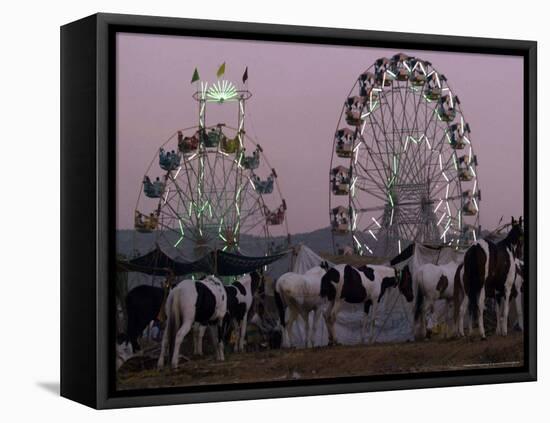 A Breed of Horses Native to the State of Rajasthan, Rajasthan, India, November 7, 2003-Elizabeth Dalziel-Framed Stretched Canvas