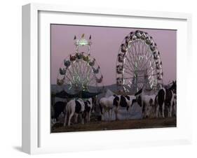 A Breed of Horses Native to the State of Rajasthan, Rajasthan, India, November 7, 2003-Elizabeth Dalziel-Framed Photographic Print