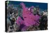 A Bright Pink-Purple Paddle-Flap Scorpionfish on Volcanic Sand, Bali-null-Stretched Canvas